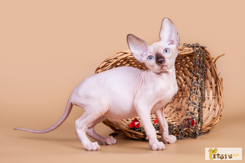 Фото 5. Смешной, симпатичный котёнок породы Эльф, бамбино, канадский сфинкс