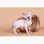 Смешной, симпатичный котёнок породы Эльф, бамбино, канадский сфинкс