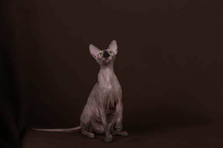Фото 6. Смешной, симпатичный котёнок породы Эльф, бамбино, канадский сфинкс
