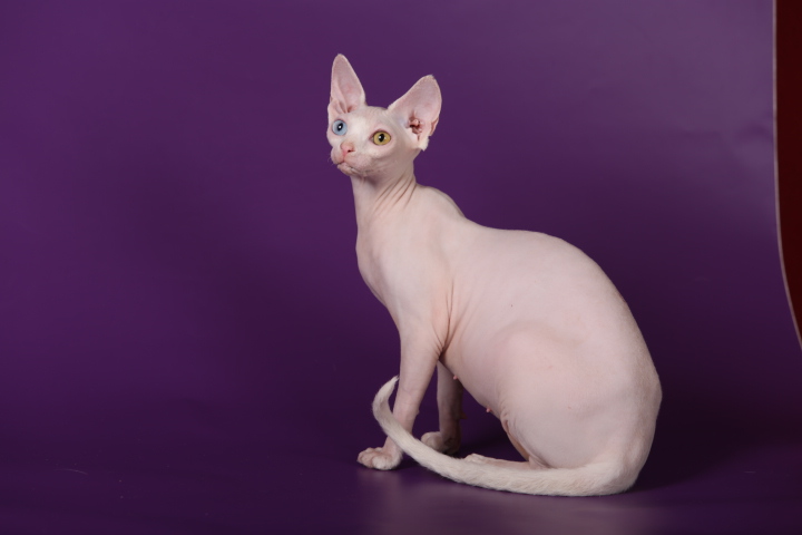 Фото 7. Смешной, симпатичный котёнок породы Эльф, бамбино, канадский сфинкс