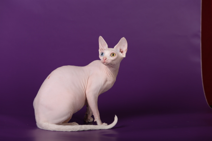 Фото 8. Смешной, симпатичный котёнок породы Эльф, бамбино, канадский сфинкс