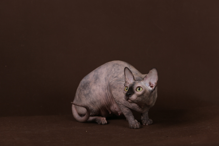 Фото 9. Смешной, симпатичный котёнок породы Эльф, бамбино, канадский сфинкс