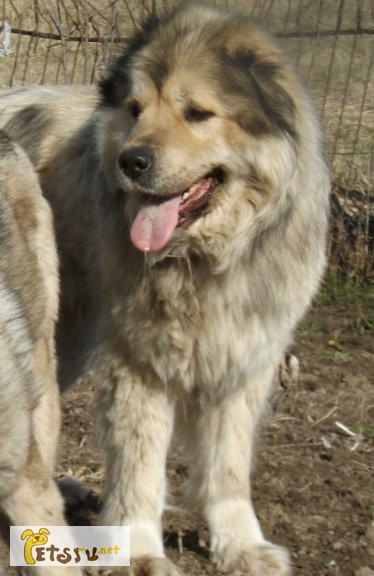 Кавказской овчарки щенок в Смоленске