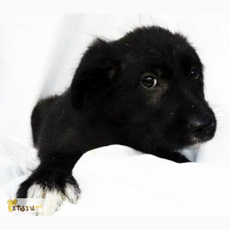 Черный щенок, метис терьера в дар в Санкт-Петербурге